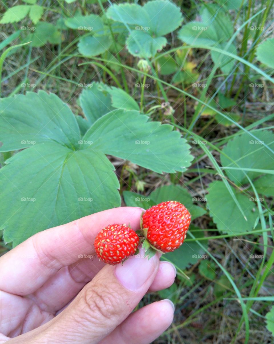 strawberries in the hands green summer background