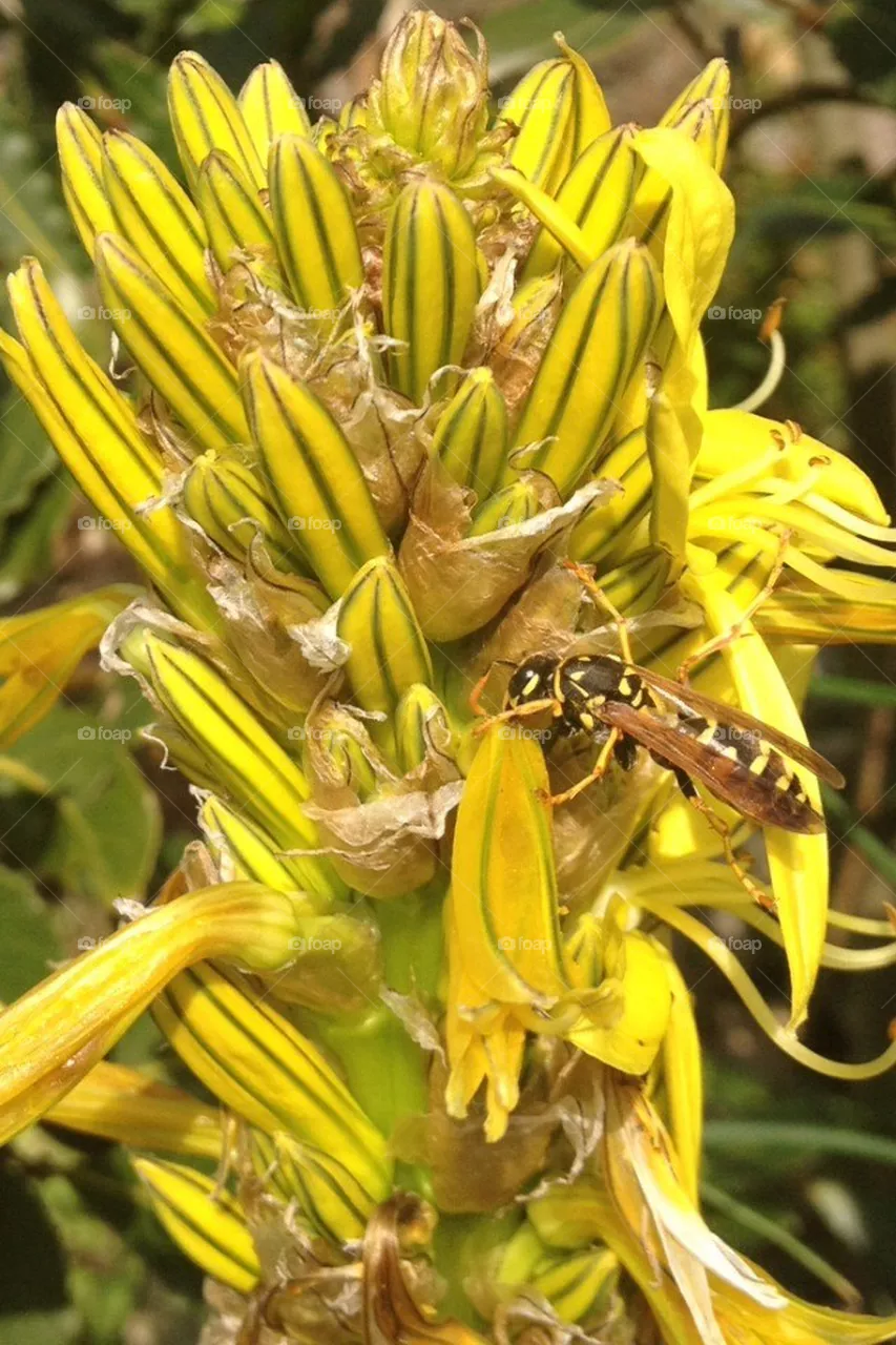 Bee flower