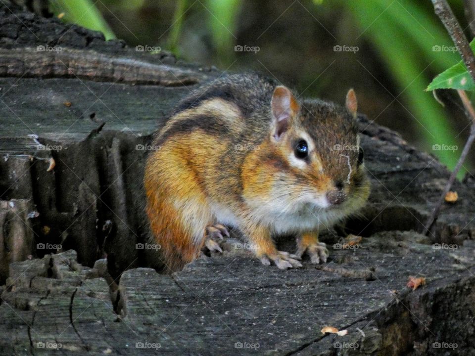 chipmunk