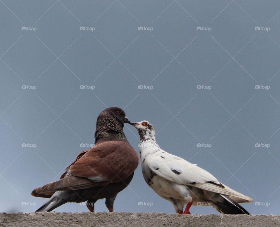 doves symbol of love as in this photo this pair of doves are very intimate and love each other this is a sign that the pigeons will not betray their partner.