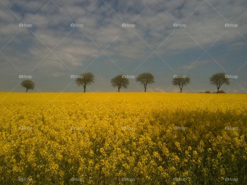 Yellow fields all around