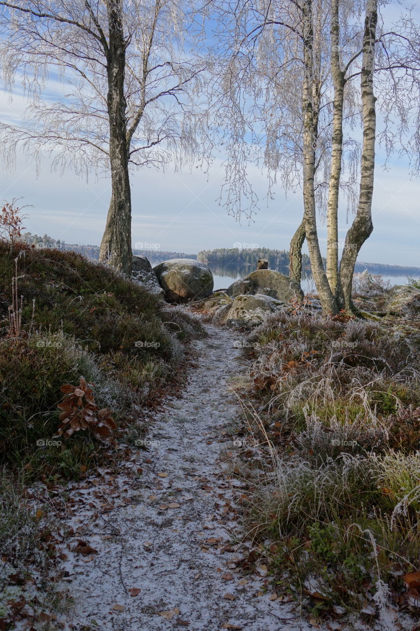 Dry leaves on footpath in winter