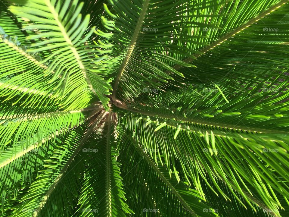 Looking down into a palm