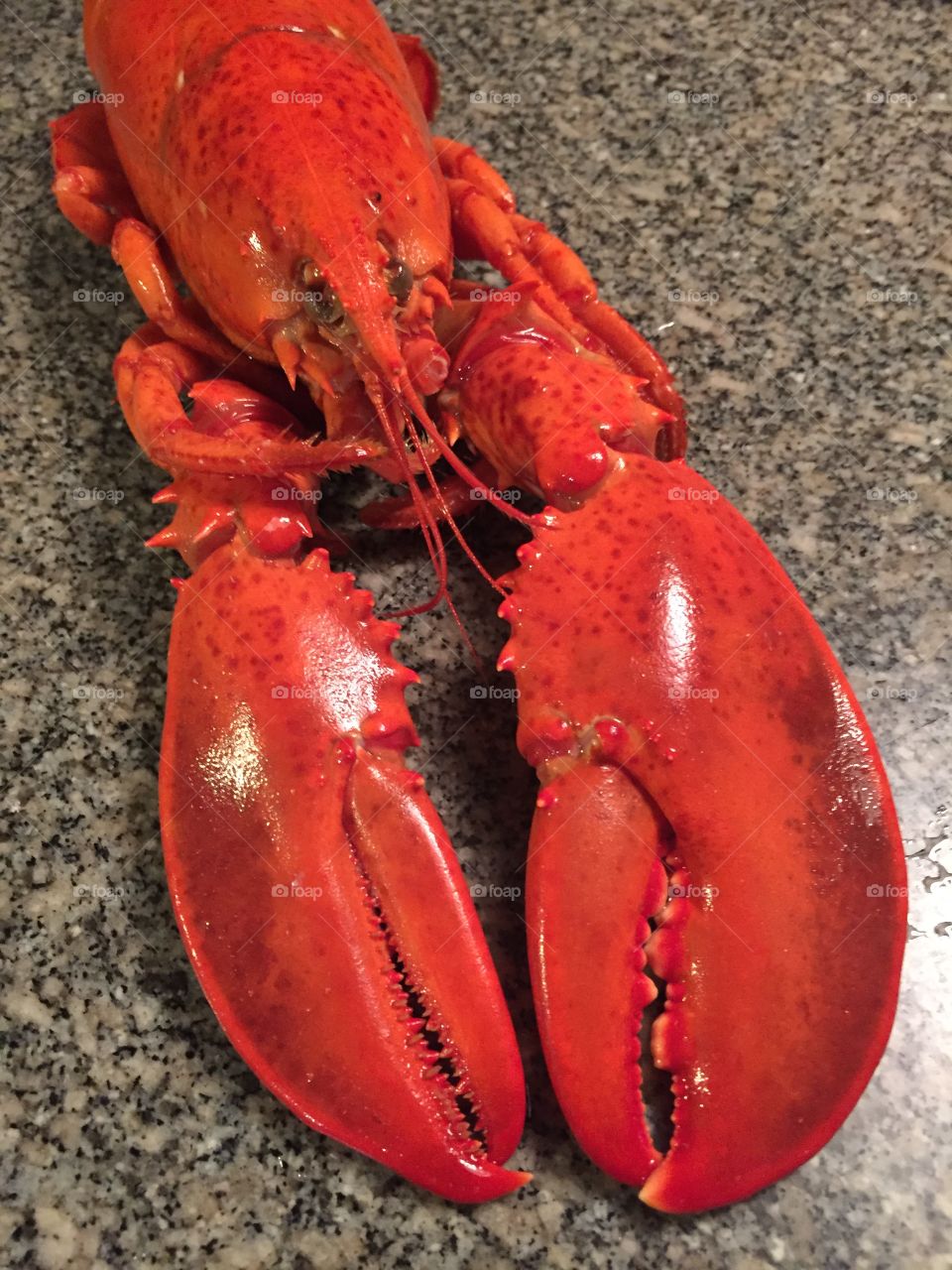 Lobster