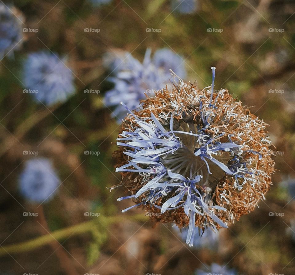 A pastel blue field flower and green
