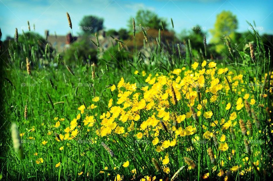 Buttercups