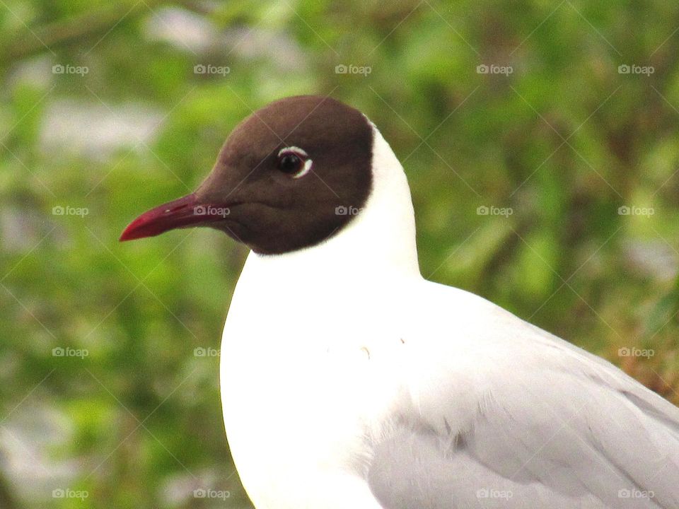 seagull