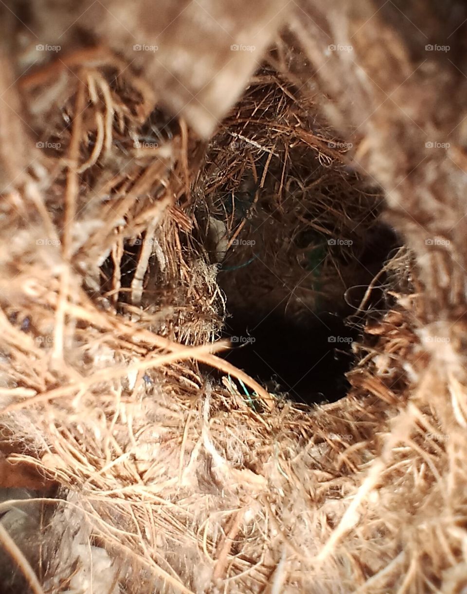 nest