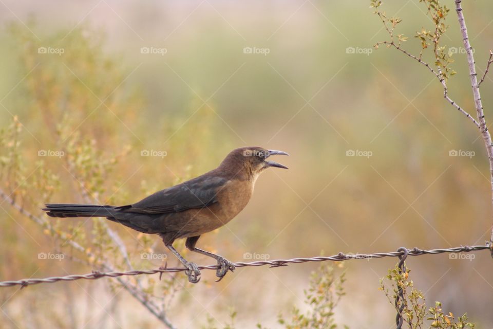 grackle