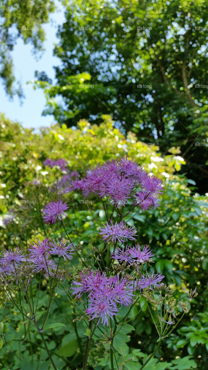 Nature, Flower, Flora, Garden, Summer