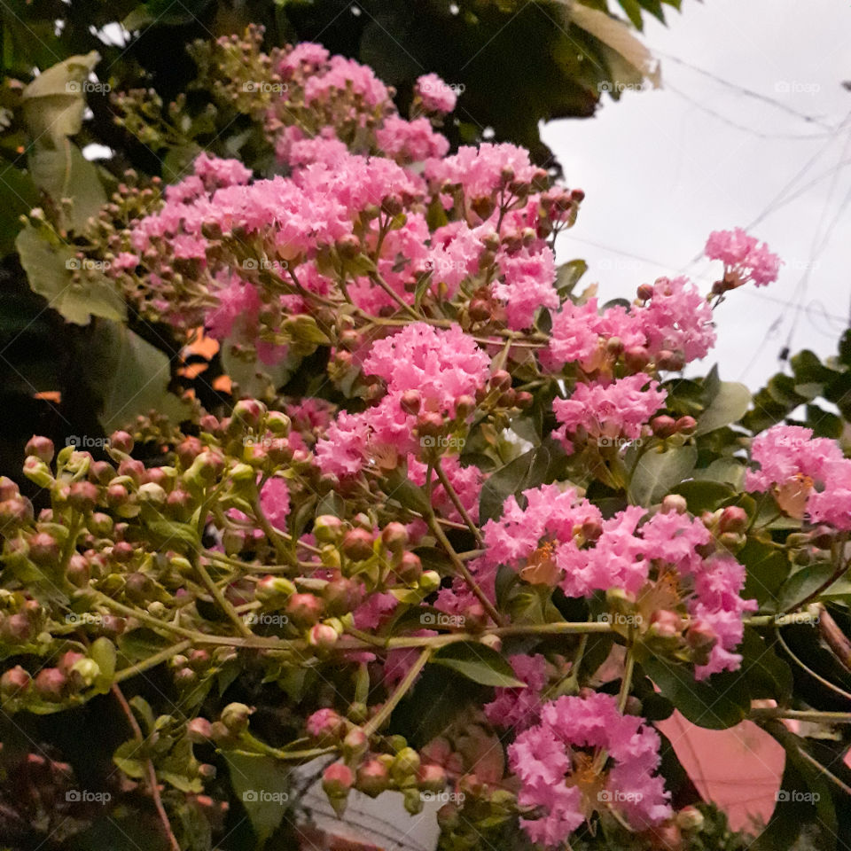 Pink flowers 