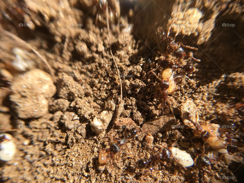 Ants carrying babies
