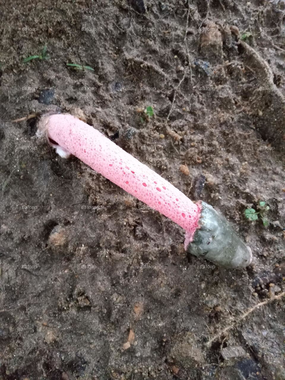 Stinkhorn