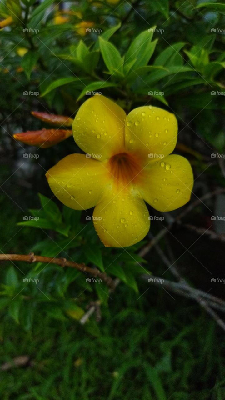 yellow flower
