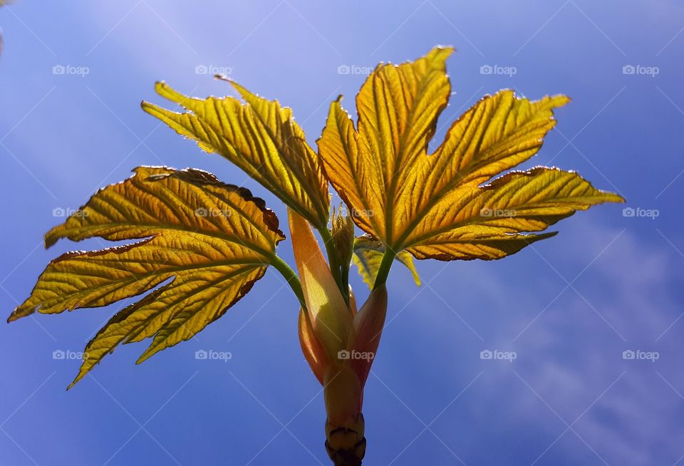 Fresh maple leaves on the blue sky background.