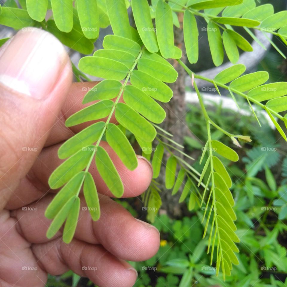 Checking the leaves condition of plants