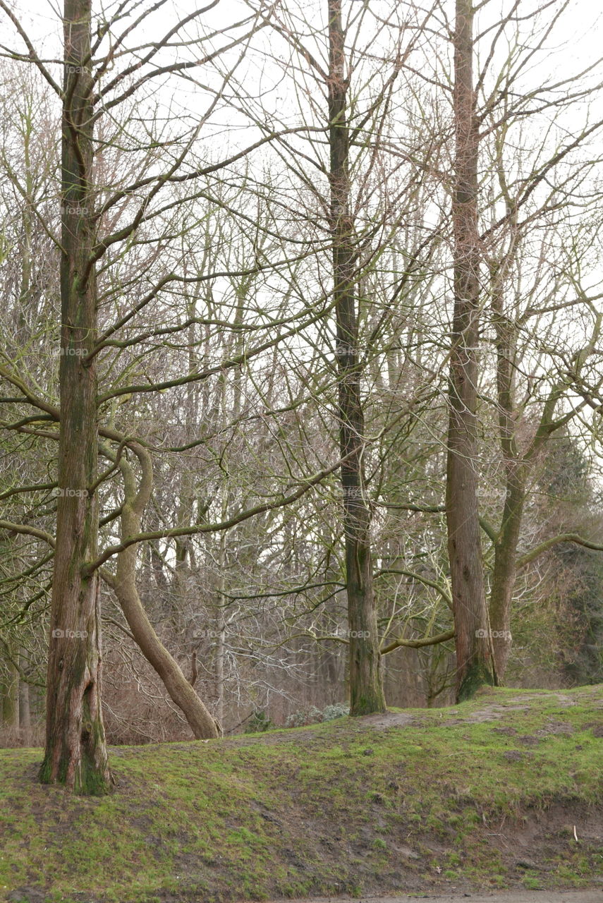 Trees in Middelheim park in Antwerp