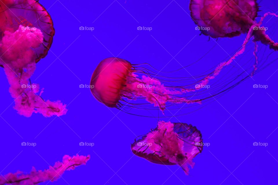 Jellyfish Swimming