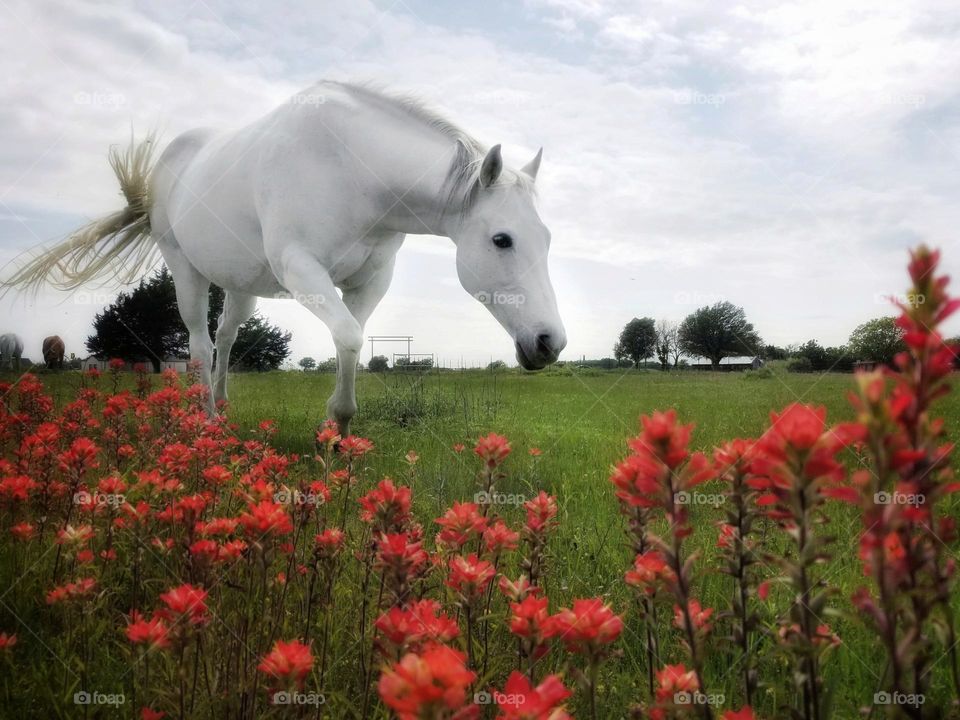 Spring has Sprung in Texas❣ The horses are shining & round🐎, the pasture is green with grass🌱 & the Indian Paintbrush Wildflowers 💮 are in Full Bloom, all under a cloud filled blue sky! ⛅ Just the Best 😀