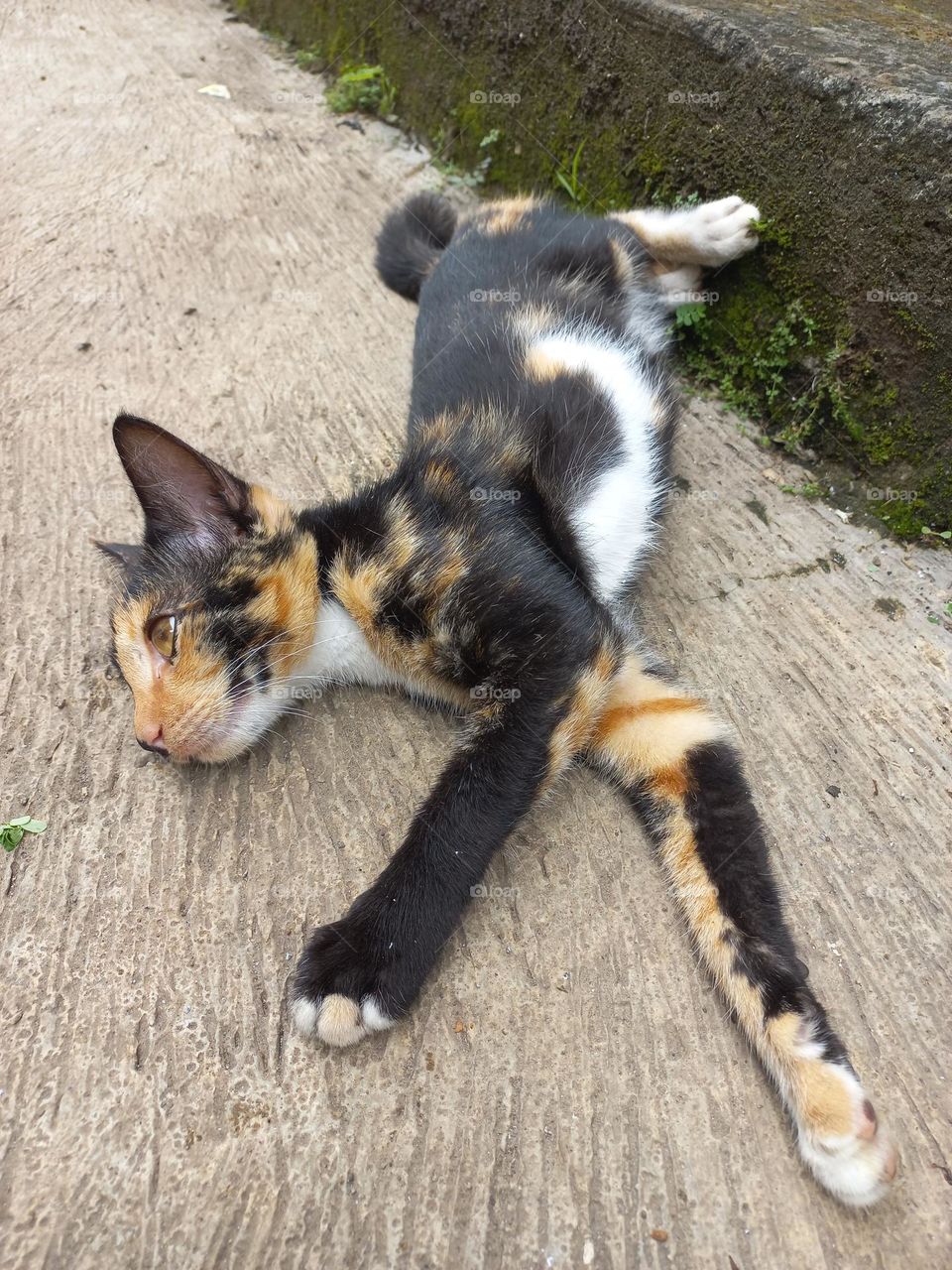 Striped cat with three beautiful colors