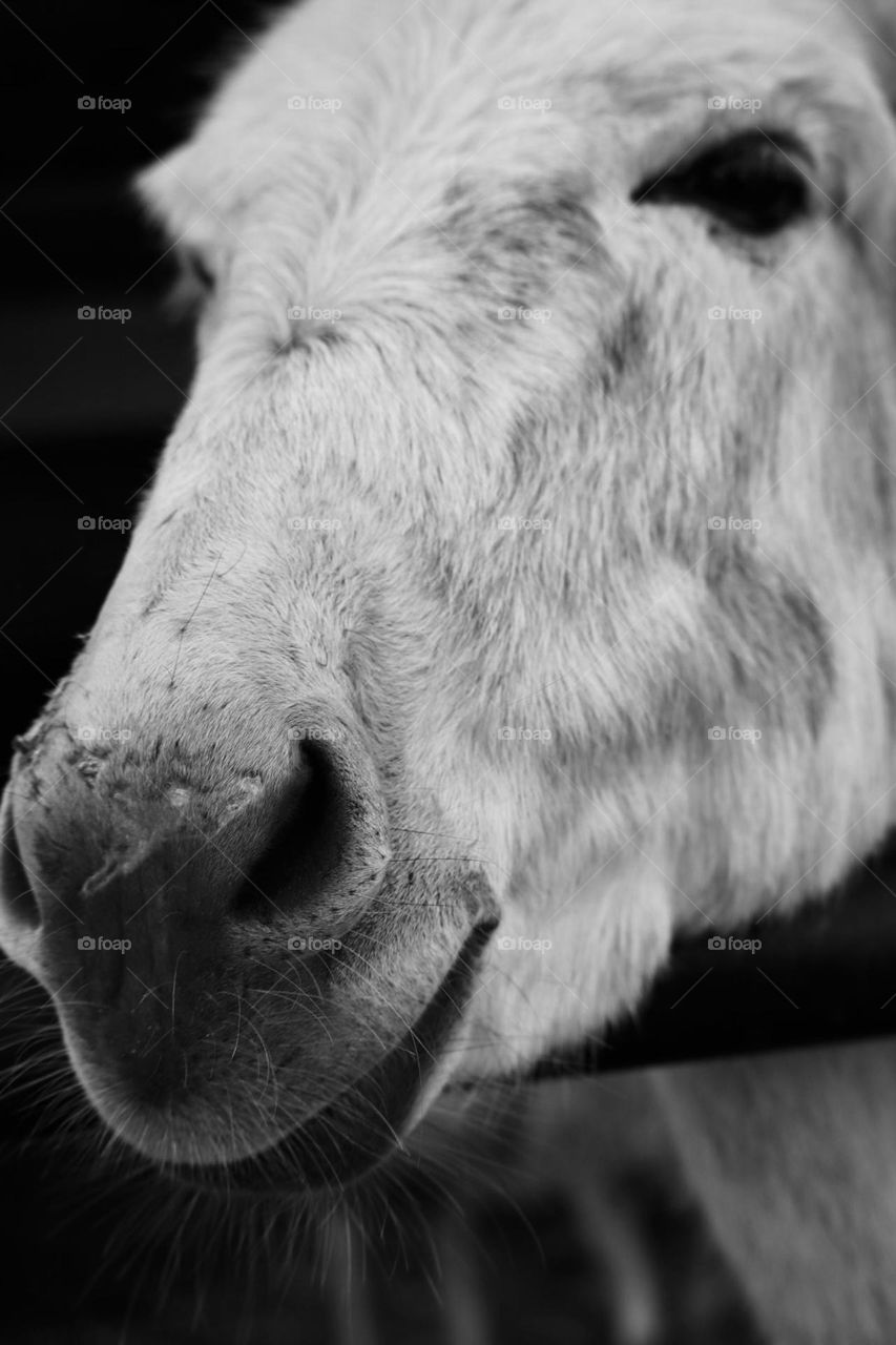 White donkey in b&w