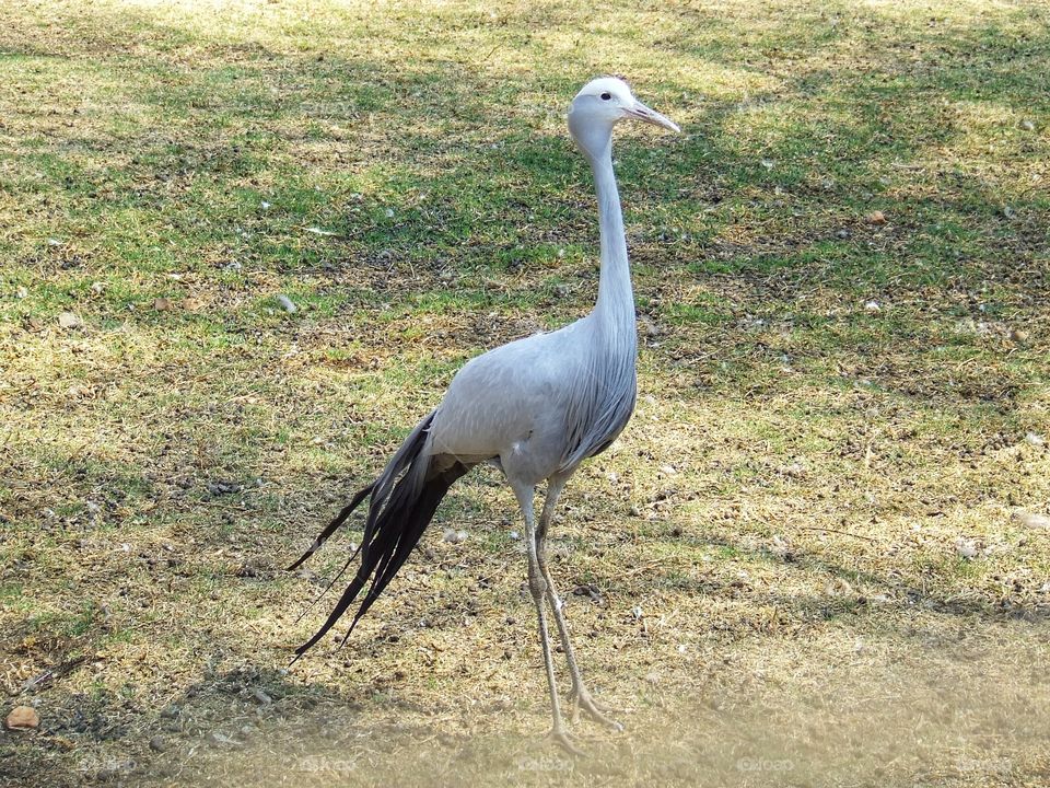 Blue crane