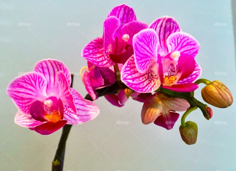 Pink orchid blossom