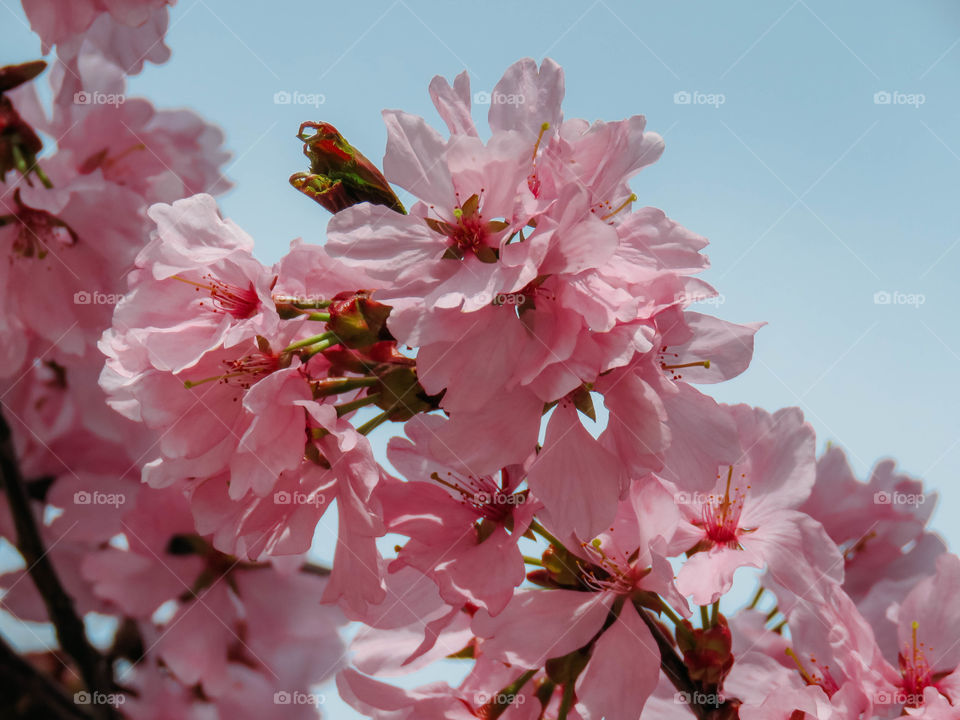 blooming sakura in spring on a sunny day