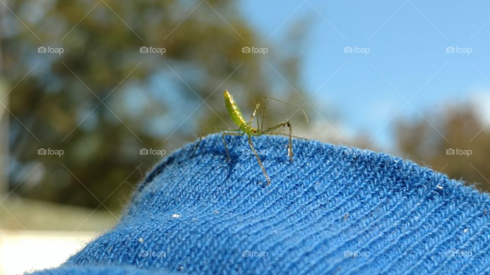 Nature, No Person, Outdoors, Closeup, Color