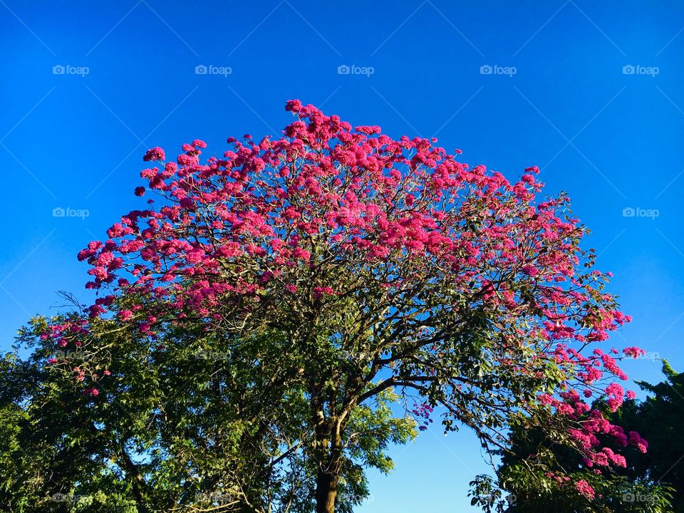 Pink Ype tree in bloom 