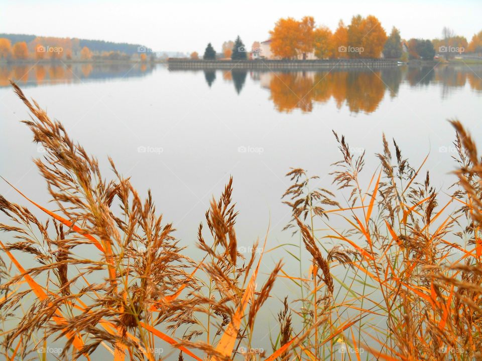 Scenic view of lake by trees during autumn