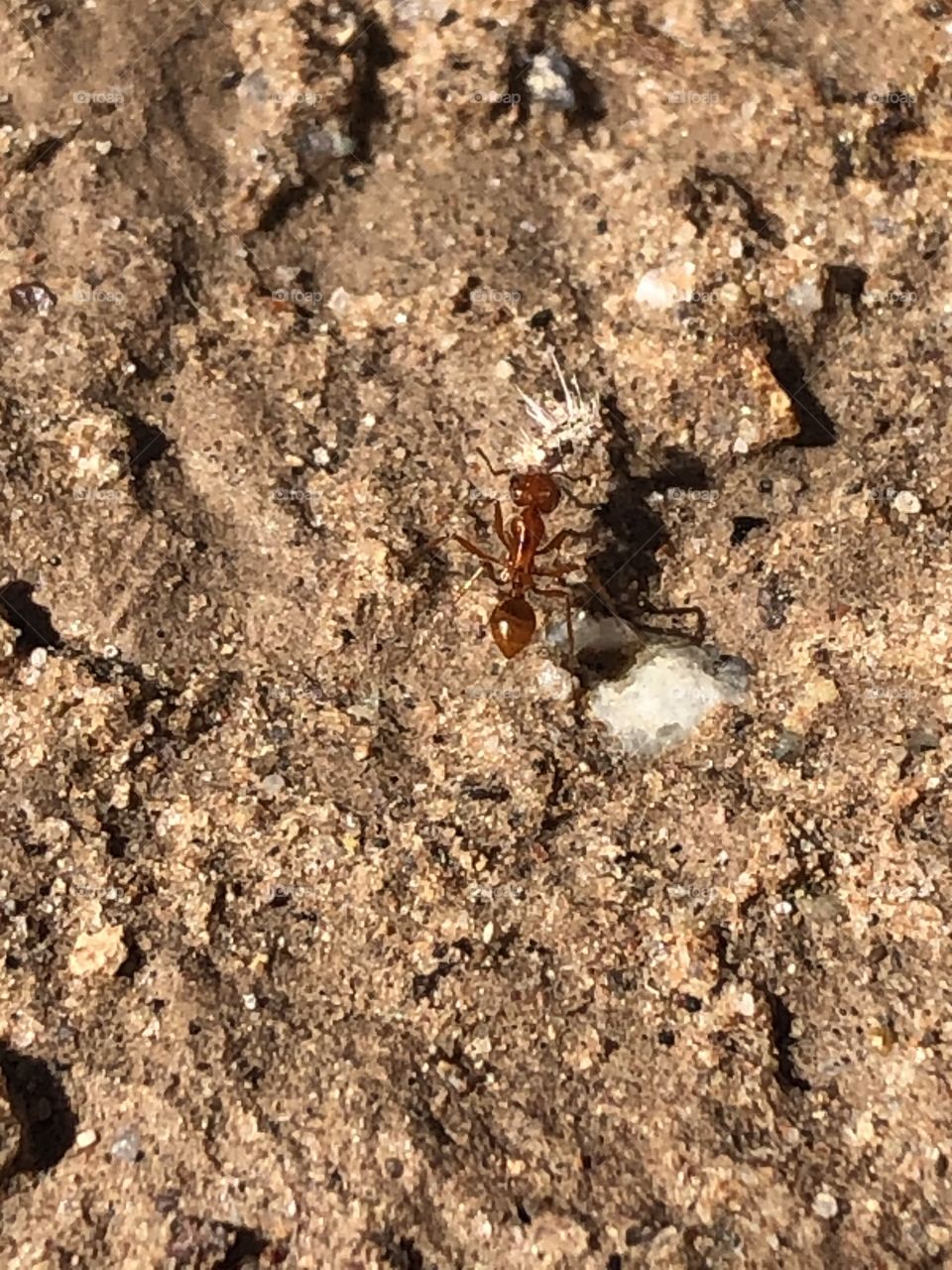 Red ant wanders the desert after a storm 