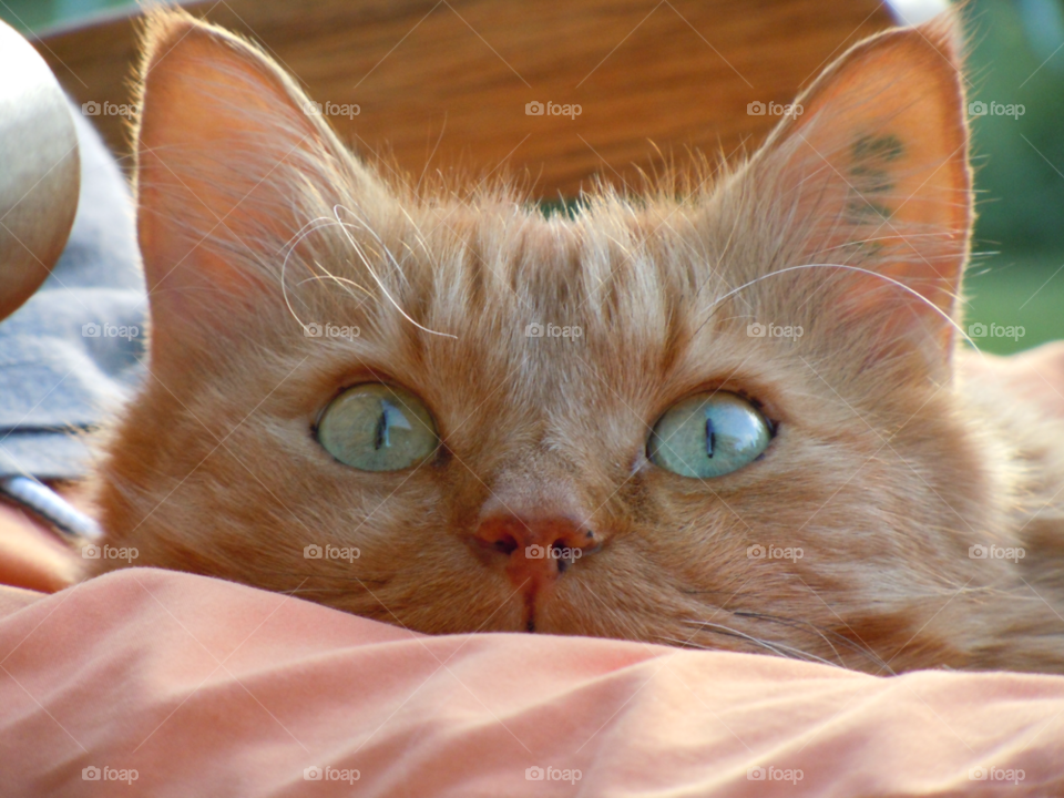 closeup cat katt eyes by MagnusPm