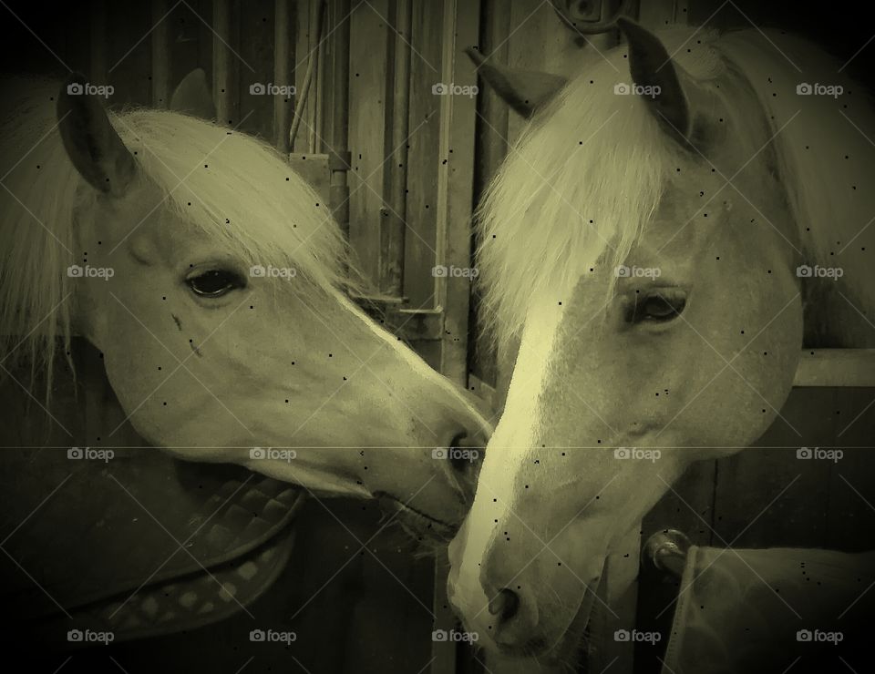 horses