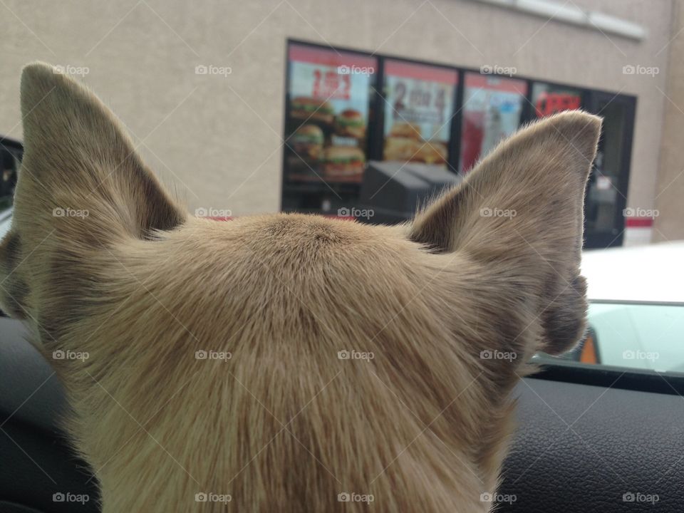 Chihuahua . Chihuahua awaiting return of owner in car