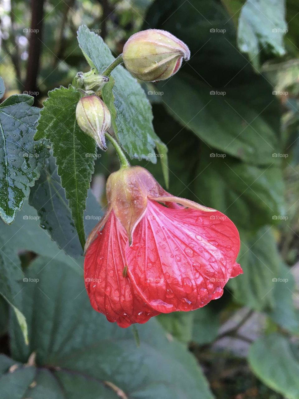Blooming Abutilon flower after rain