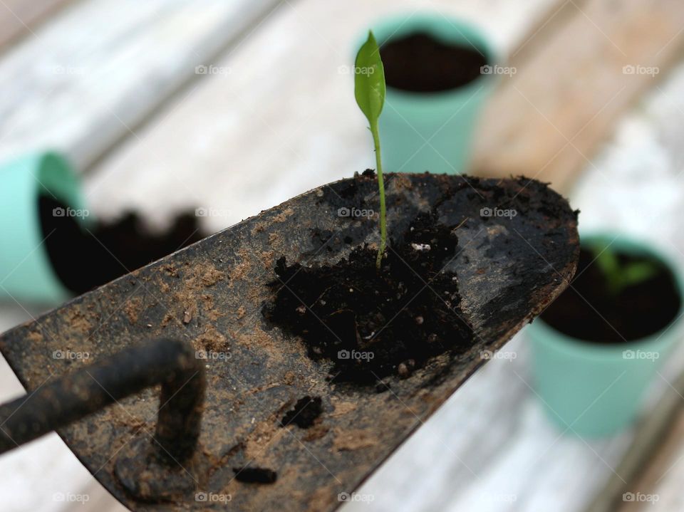 A seedling sits in a pile of dirt on a shovel waiting to be transplanted.