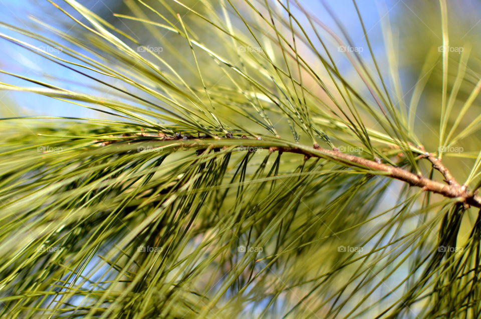 Pine tree needles