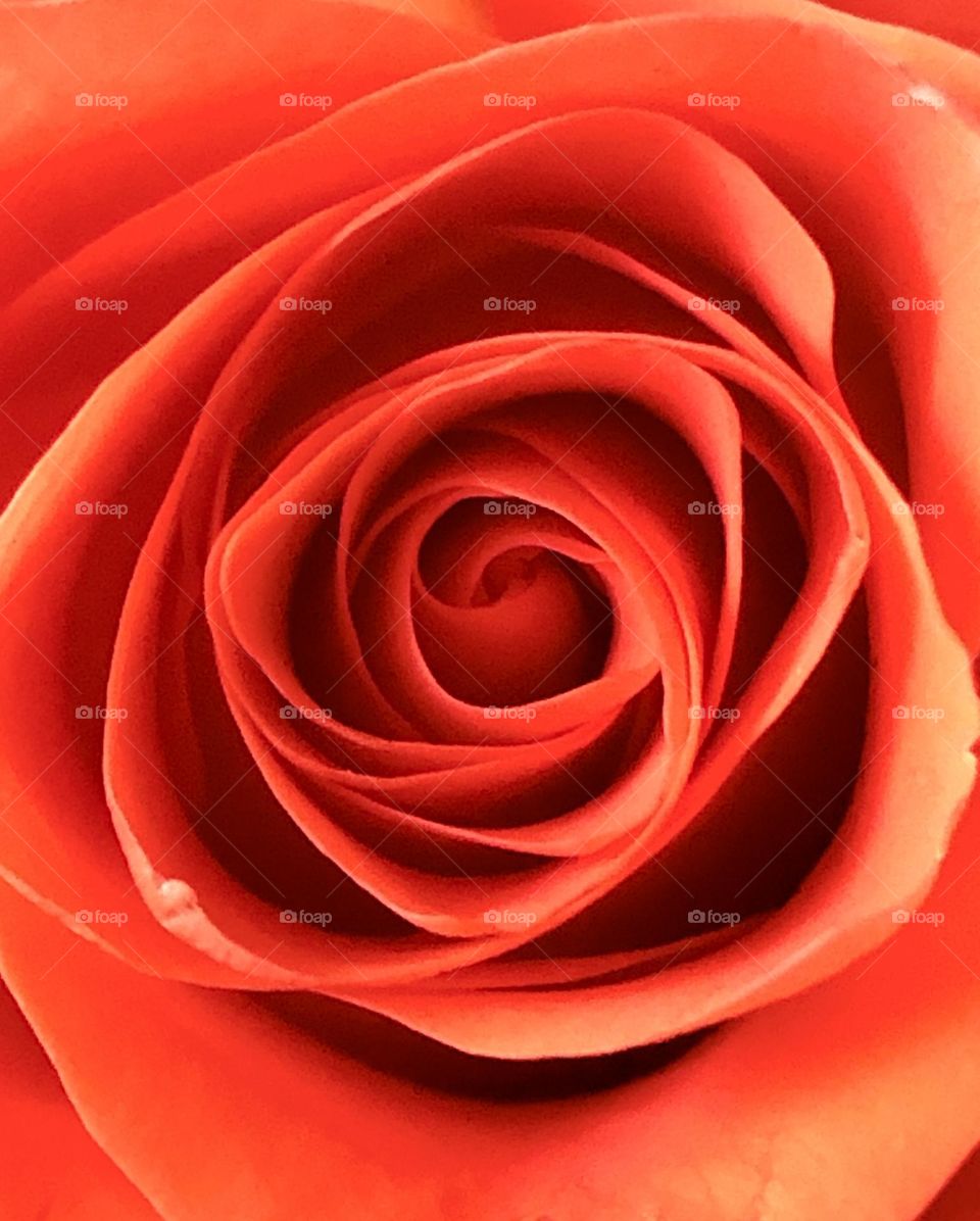 Close up of red rose