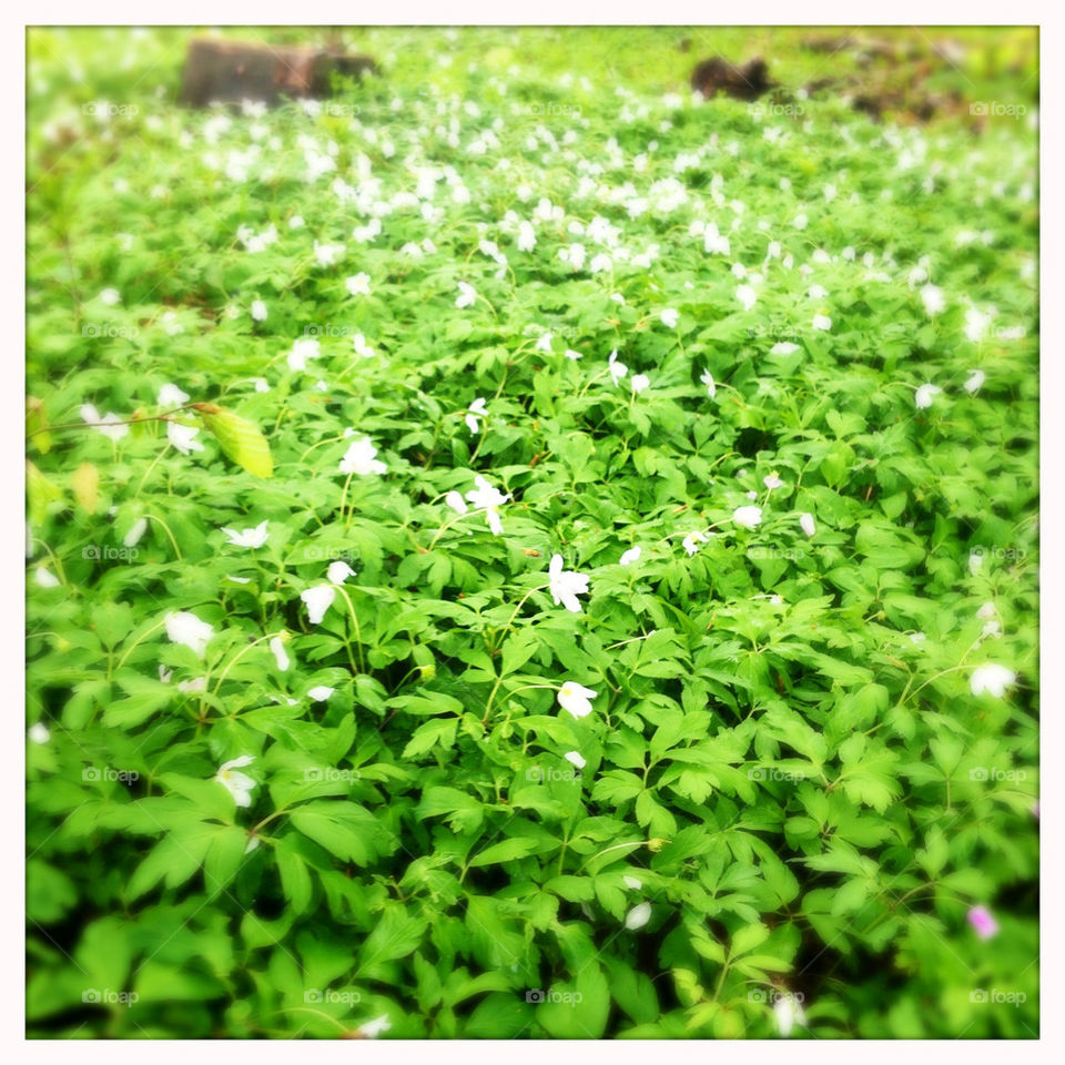 green spring flowers white by pellepelle