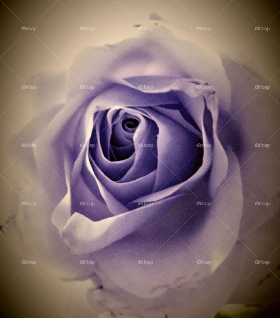 purple rose