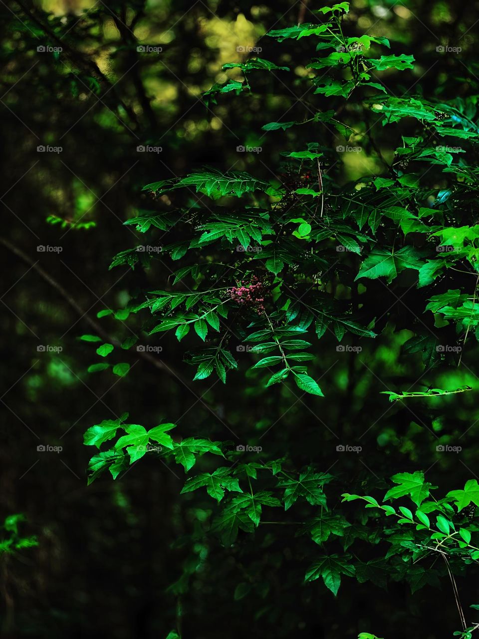 This is an Elder Tree that is a homeopathic remedy for cold and flu symptoms and immunity. It was processed into medicinals by the Native Americans.