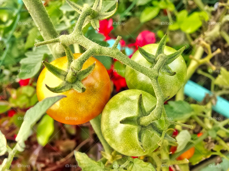 Tomatoes