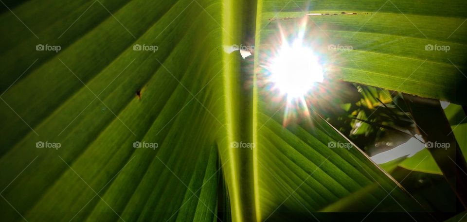 sun on the banana leaf