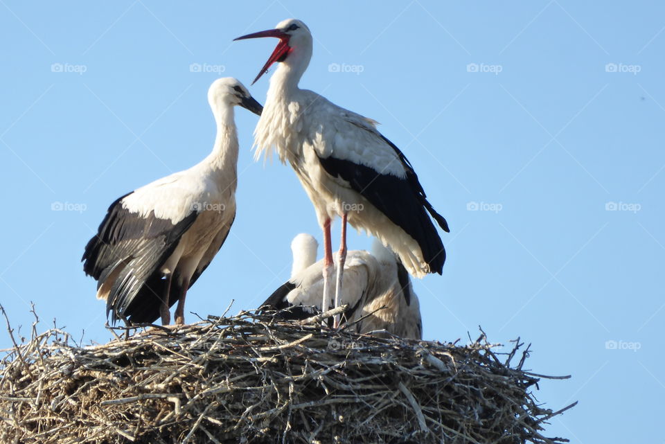 Stork nest two young storks and one parent 