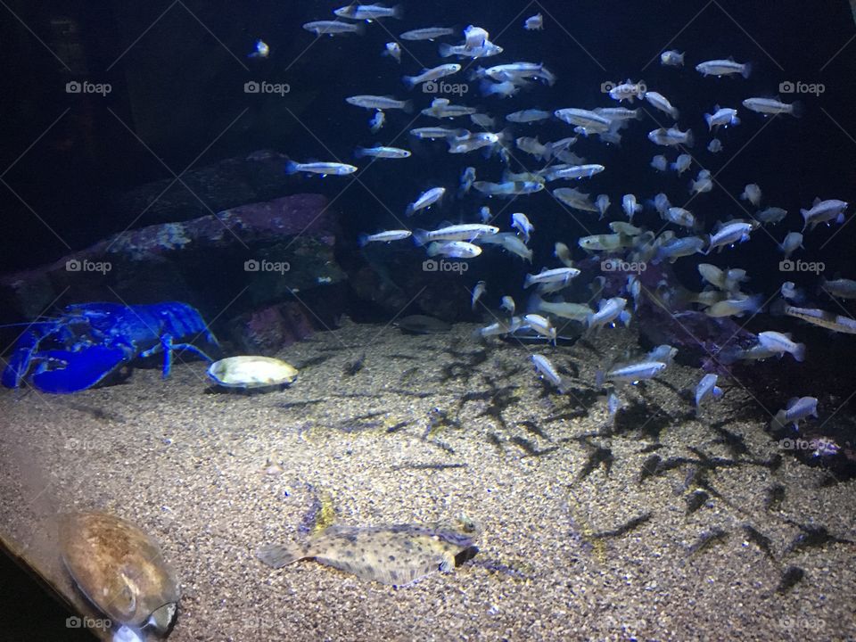 New England Aquarium blue lobster