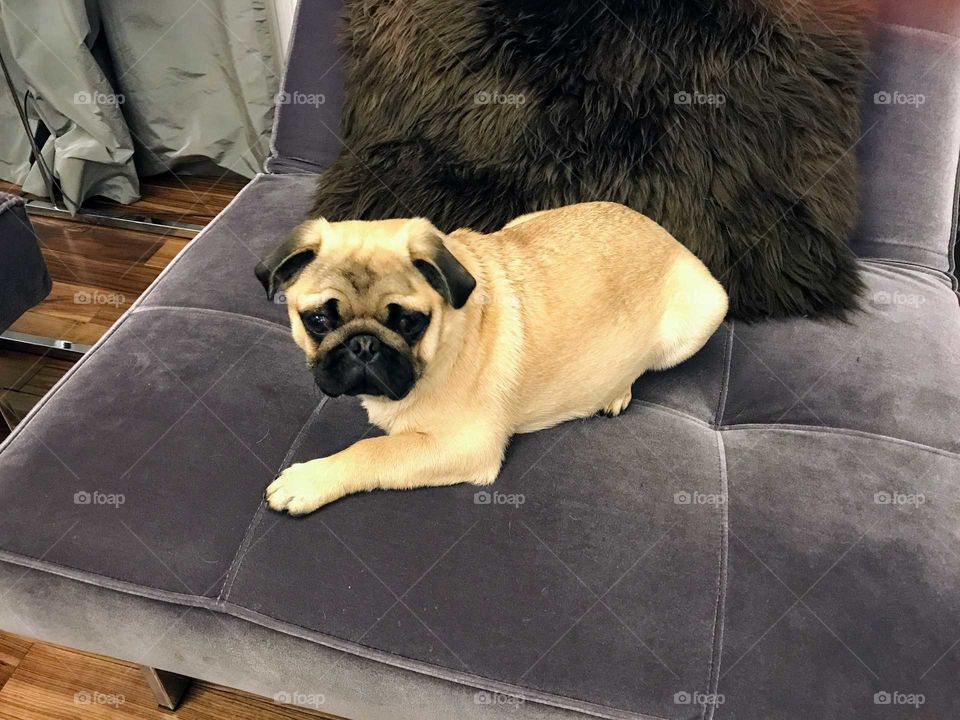 Pug