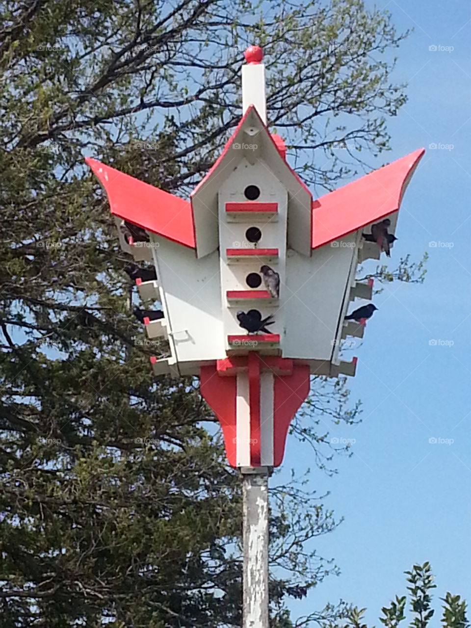 Bird House_002. The chirping of the birds attracted me to this bird house while at Winnipeg Beach today.  