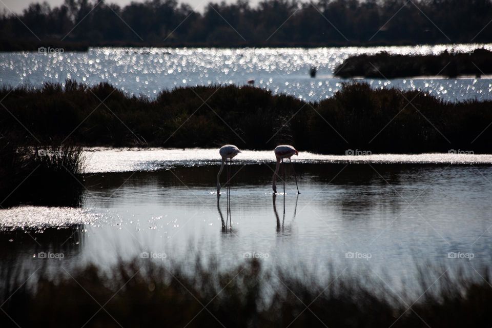 Two flamingos feeding 