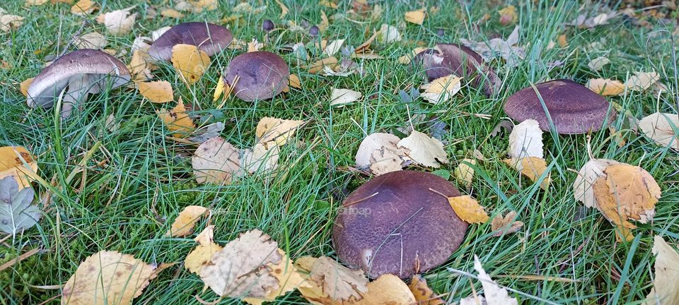 beautiful mistic mushrooms autumn time